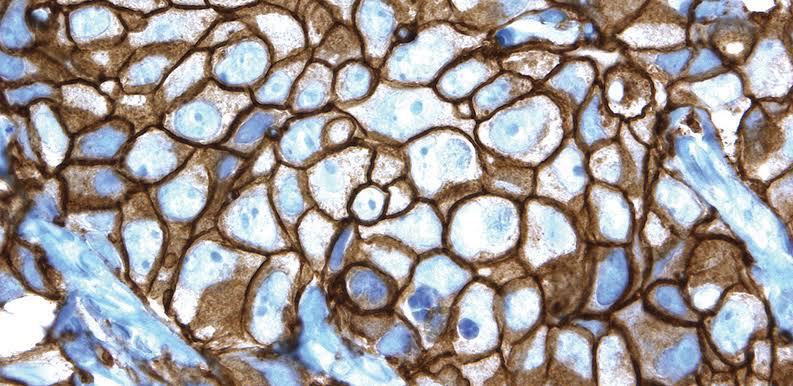 A arte da patologia e dos patologistas