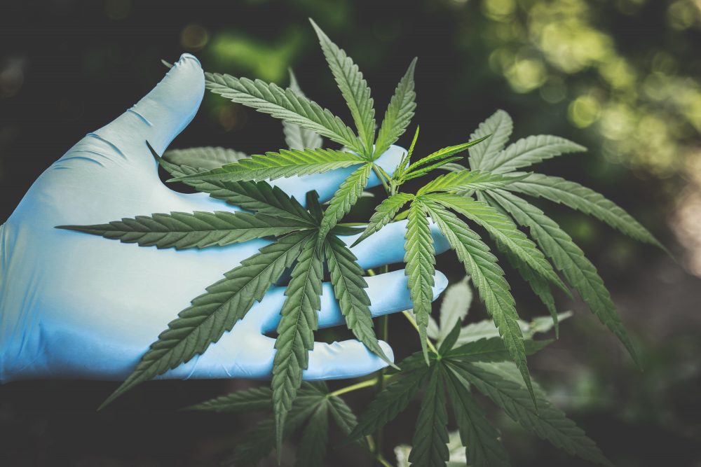 Desinformação: o maior desafio da  indústria da cannabis medicinal