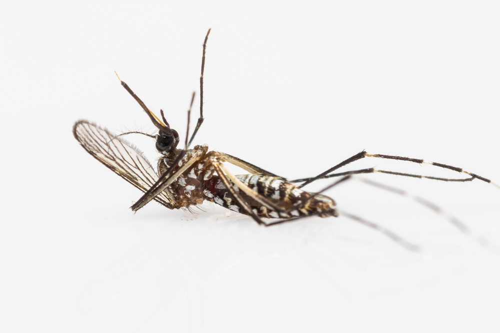 Aedes aegypti x Big Data: Case de empresa brasileira