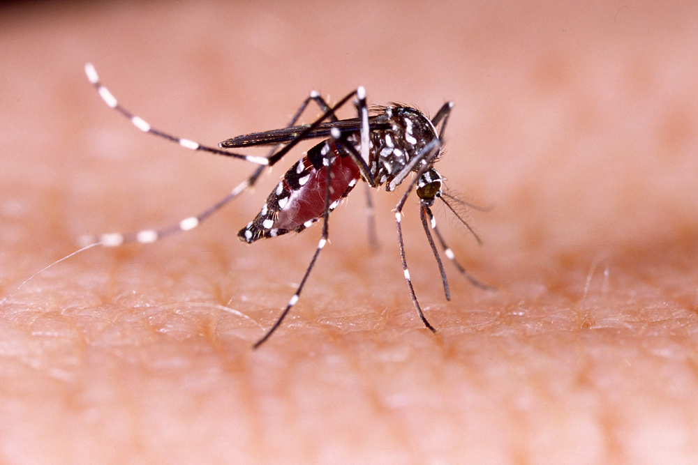 Escola Paulista de Medicina promove Conferências sobre o Zika Vírus