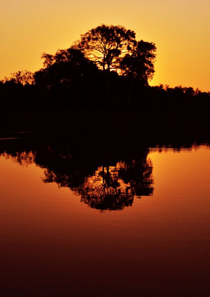 O retorno à vida selvagem