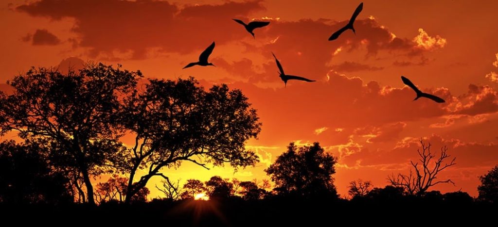 O que precisamos saber sobre o surto de Ebola?