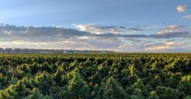 Importação de medicamento à base de Cannabidiol reafirma importância da DMS Logistics no mercado nacional