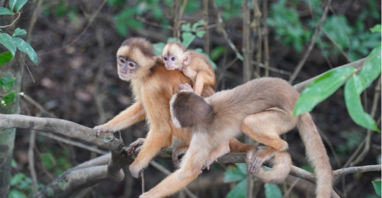 Pesquisadores do Brasil e EUA desenvolvem sistema para monitorar doenças em animais silvestres