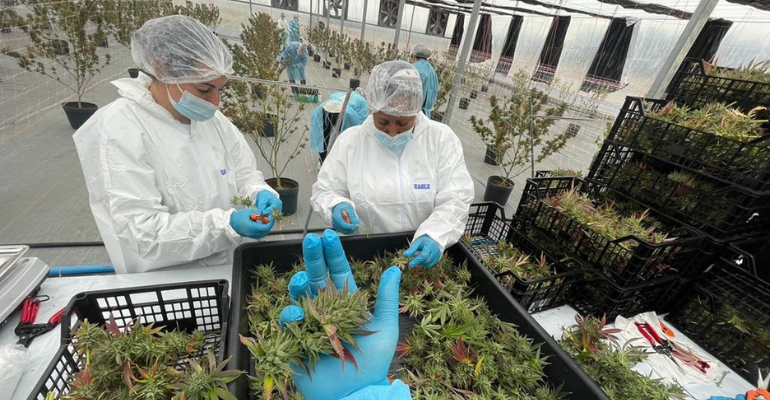 Anvisa autoriza primeira importação de cannabis in natura produzida no Uruguai