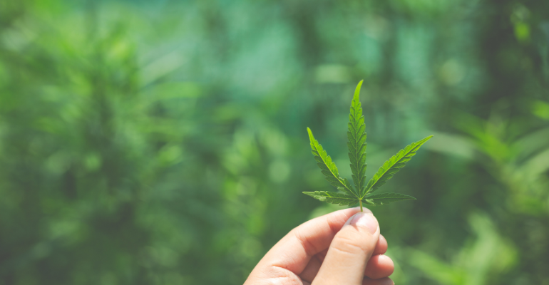 Anvisa proíbe importação de cannabis in natura e partes da planta