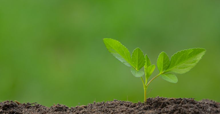 AstraZeneca anuncia investimento de mais de R$ 350 milhões em projeto de reflorestamento no Brasil