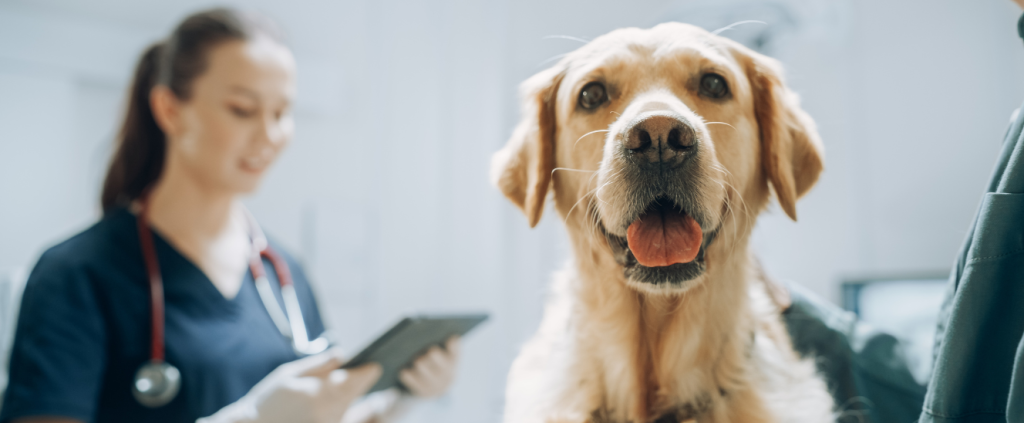 6 passos para reduzir os custos operacionais da sua clínica veterinária