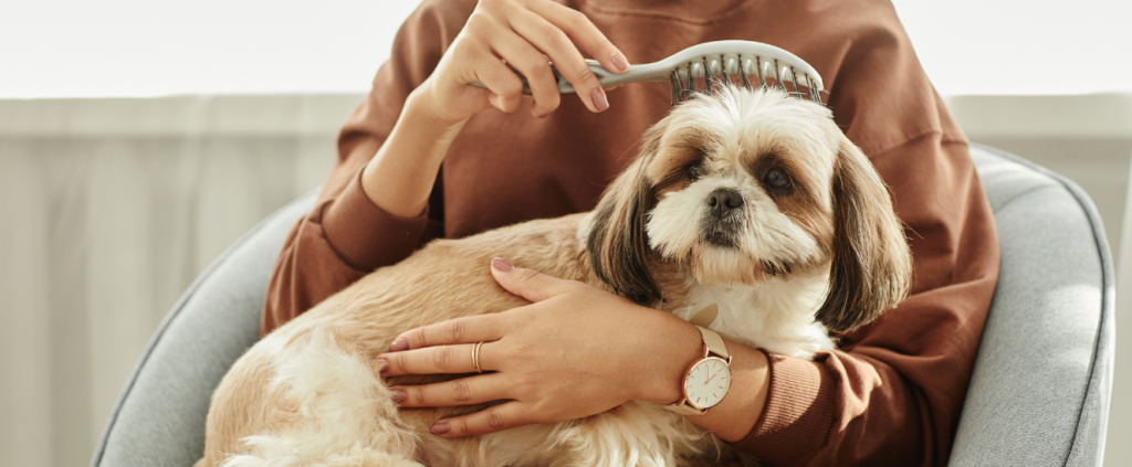 Como impulsionar sua clínica veterinária com a crescente humanização de pets
