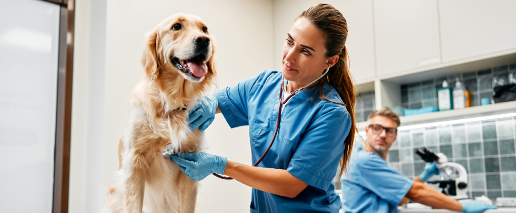 Como melhorar a produtividade da clínica veterinária?