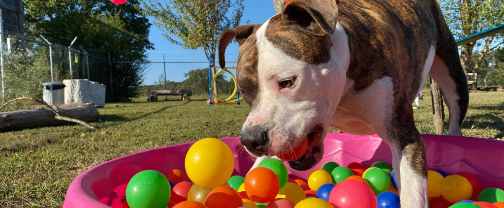 6 passos para estruturar uma creche para cachorros