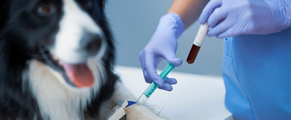 A inteligência artificial está chegando às clínicas veterinárias