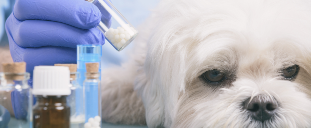 Como implementar Terapias Integrativas na sua clínica veterinária