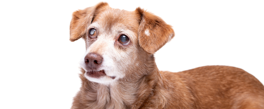 Como preparar sua clínica veterinária para atender pets idosos