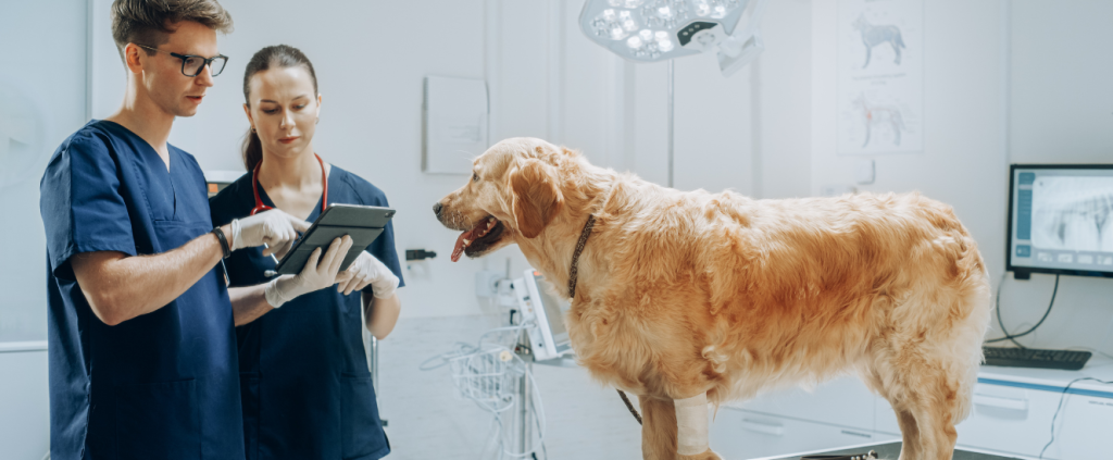 Comunicação interna: uma aliada para o sucesso do negócio pet