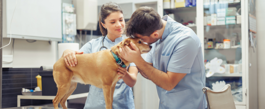 Como fidelizar clientes e tornar sua clínica veterinária referência