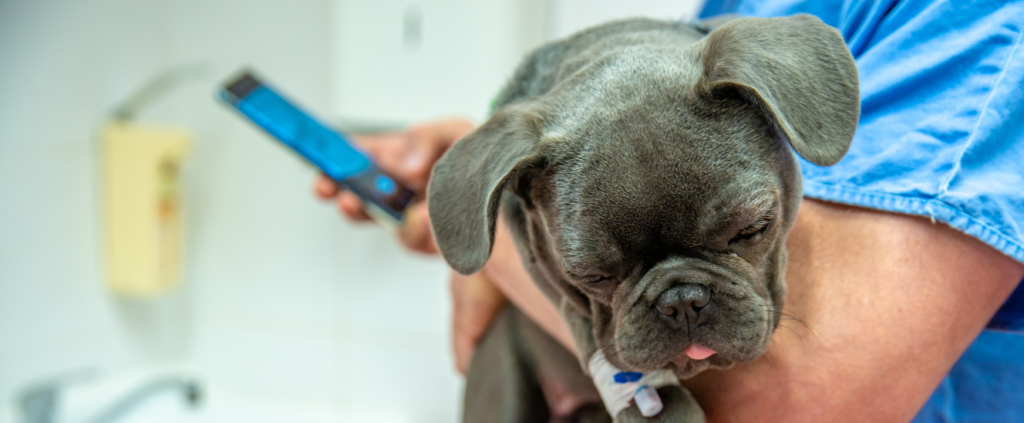 Como transformar a comunicação da sua clínica veterinária com WhatsApp