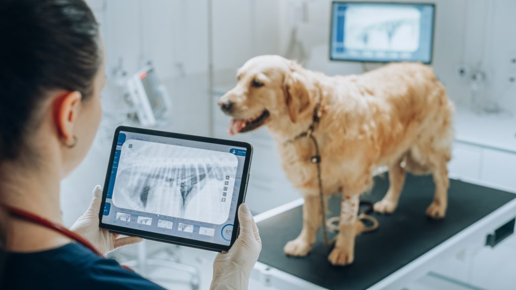 Investimento de Tecnologia para clínica veterinária