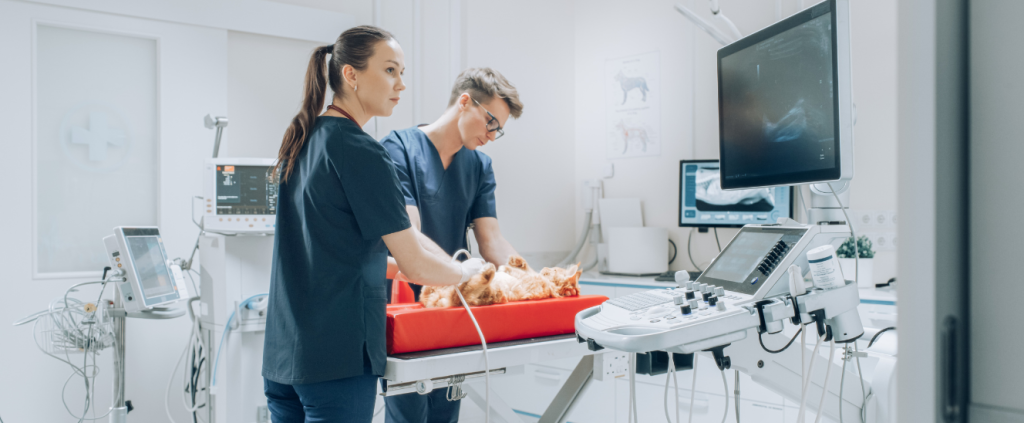 Vai expandir a sua clínica veterinária? Saiba como manter a qualidade
