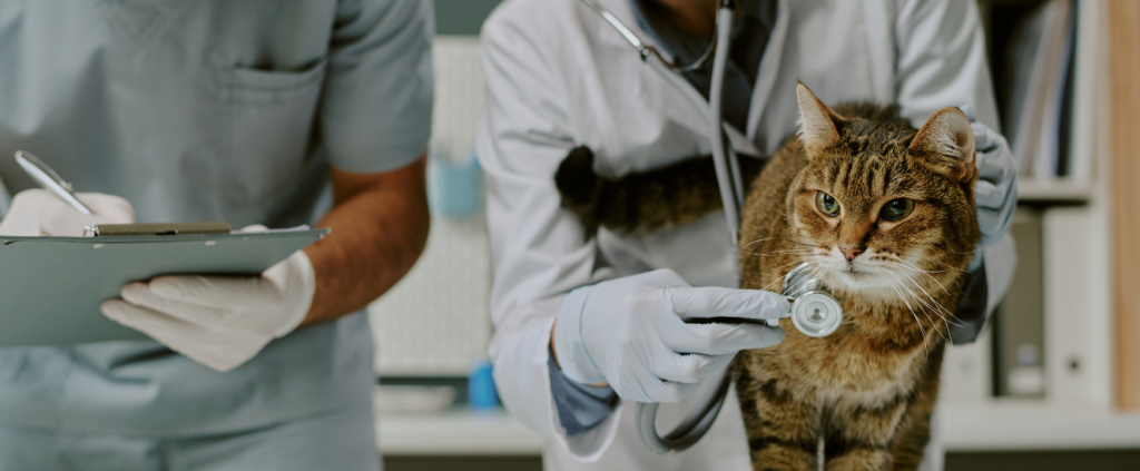 Clínica veterinária 24h: o que considerar antes de expandir o horário?
