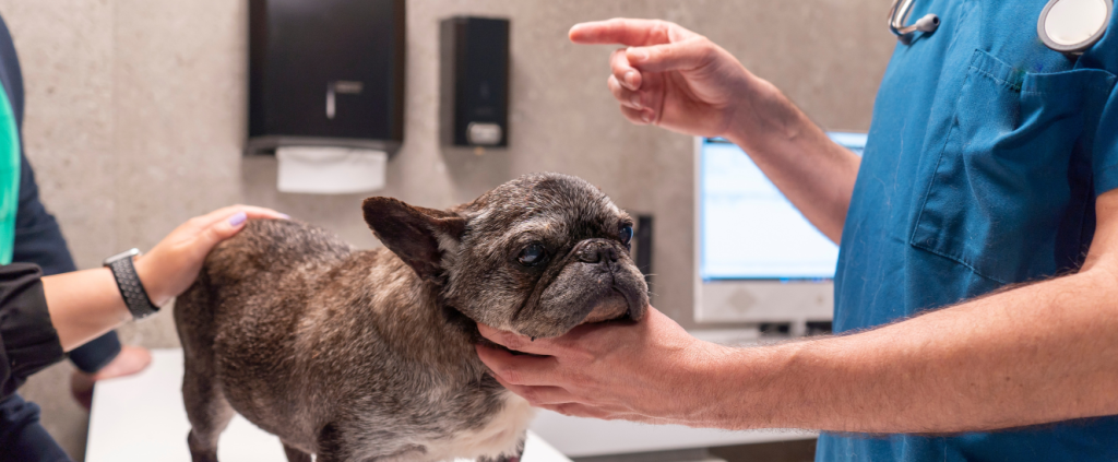 Enfrentando situações difíceis: Estratégias para clínicas veterinárias