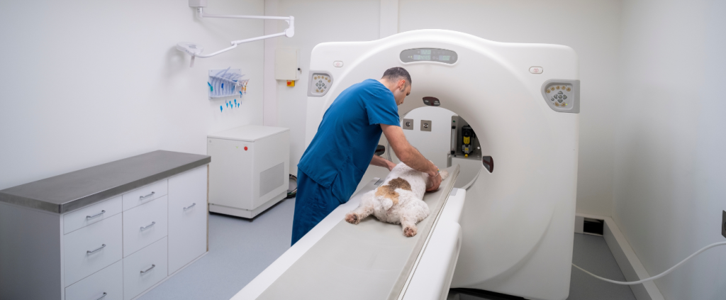 Plano de saúde pet: vale a pena aceitar?