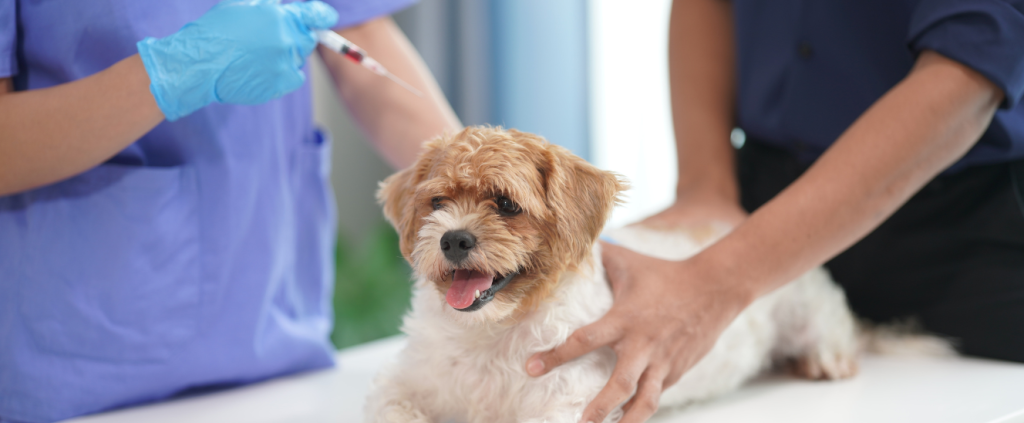 Veterinária acessível: qualidade e preço justo