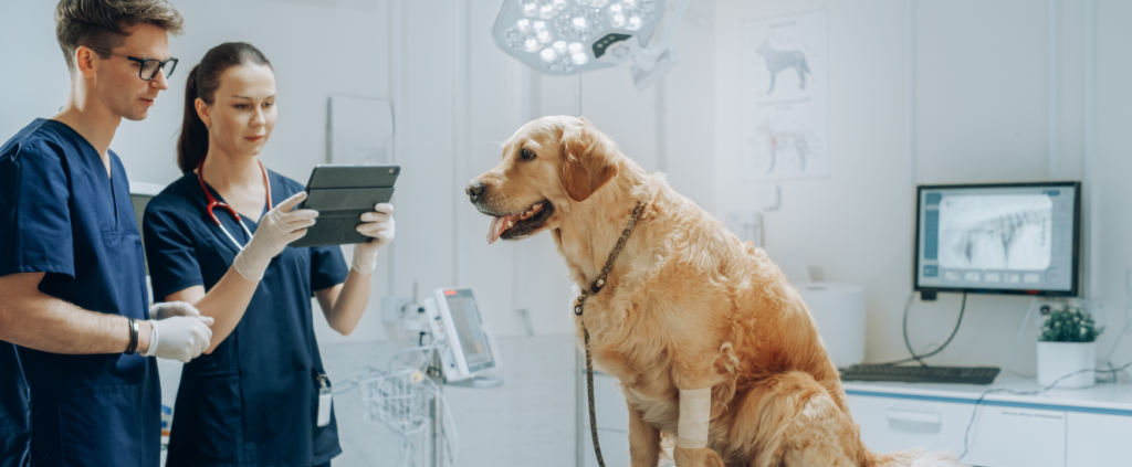 Como a sua clínica veterinária pode se beneficiar com o uso da IoT?