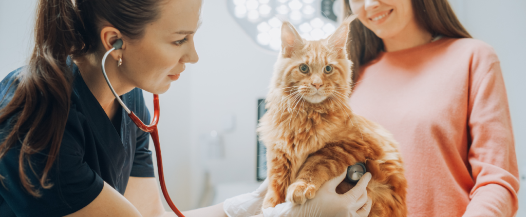 Como criar um espaço “feline friendly” na sua clínica veterinária