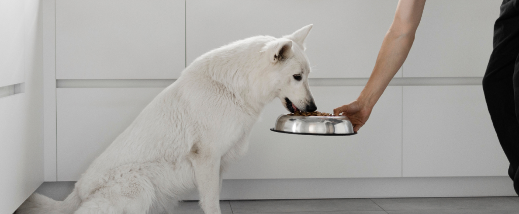 Nutrição personalizada para pets: como implementar na sua clínica veterinária
