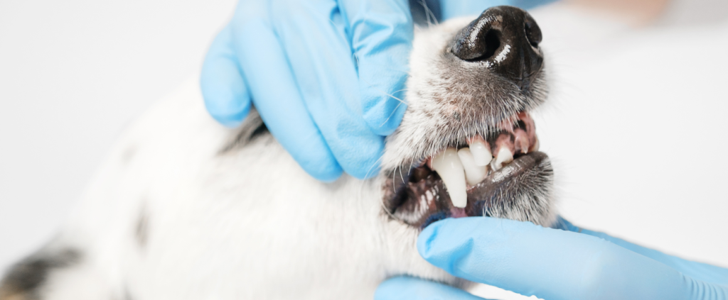 Nutrição personalizada de pets: guia para clínicas veterinárias