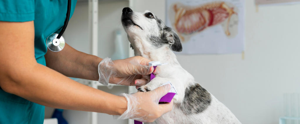 O segredo da fidelização em clínicas veterinárias