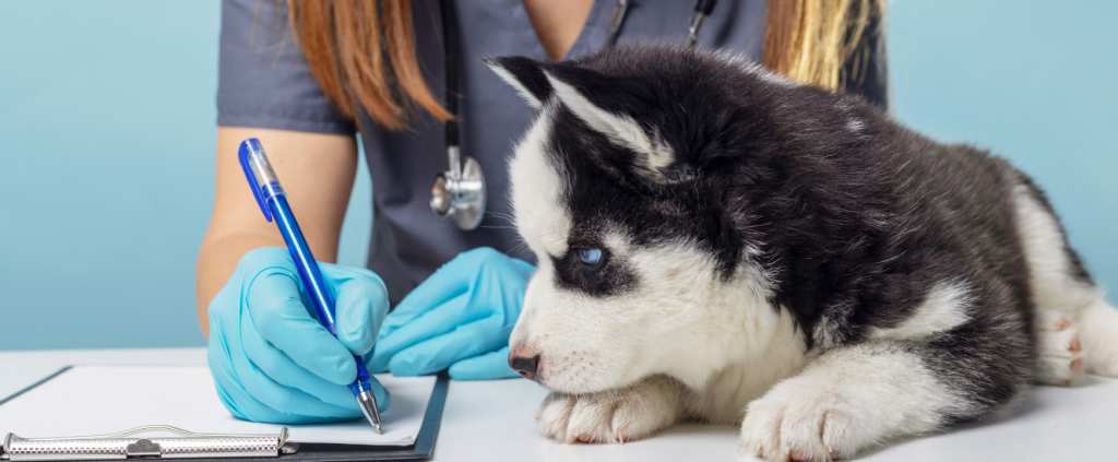 5 erros mais comuns na gestão de clínicas veterinárias