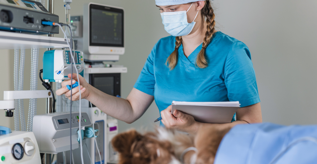 “ANS Veterinária”: setor pet quer regular planos de saúde anima